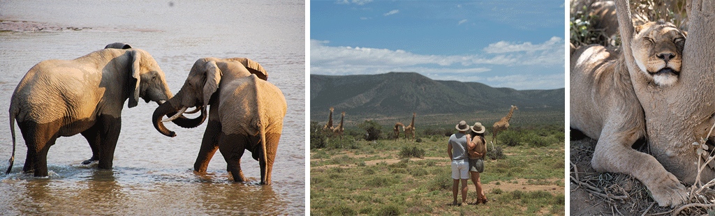 Hochzeitsreise mit Pinto Africa